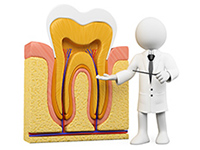 歯根の構造の理解